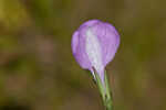 Thickleaf waterwillow